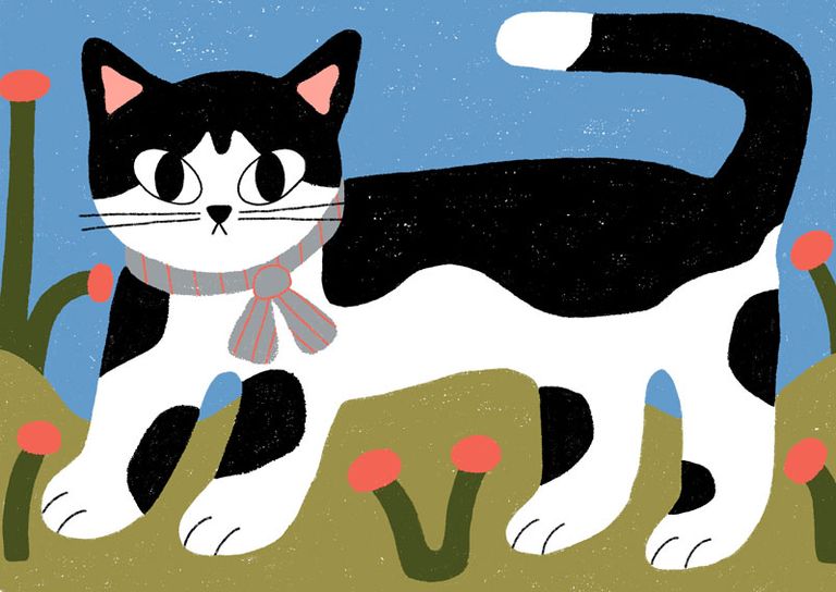 cat